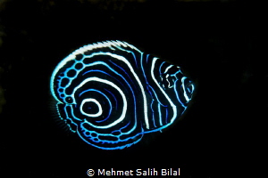 Juvenile emperor angelfish. by Mehmet Salih Bilal 
